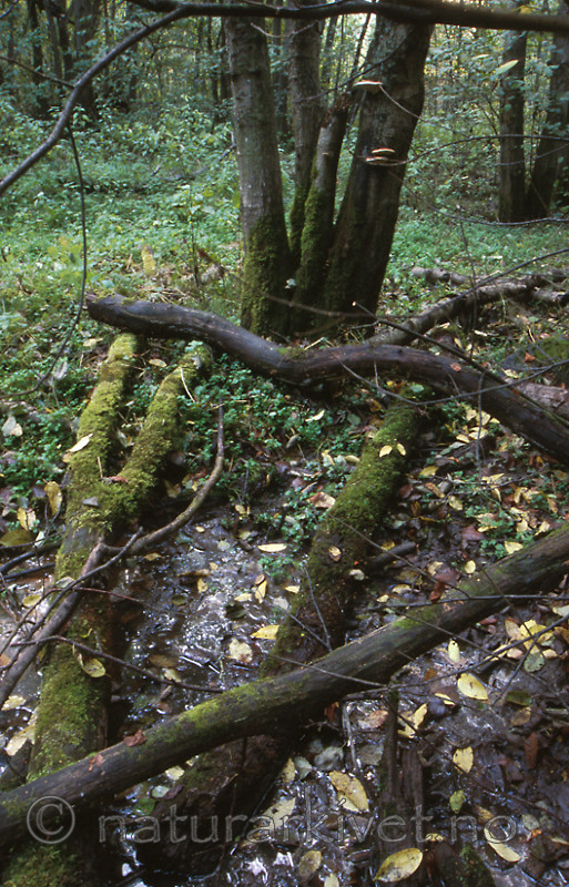 bb204 / Alnus incana / Gråor