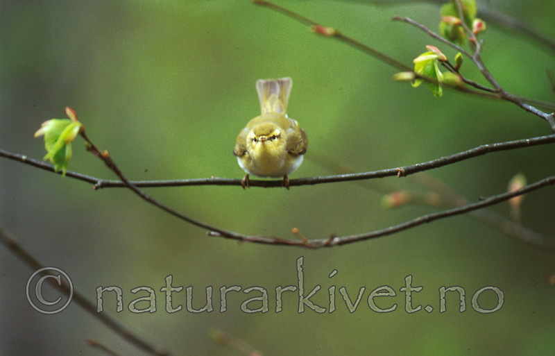 bb210 / Phylloscopus sibilatrix / Bøksanger