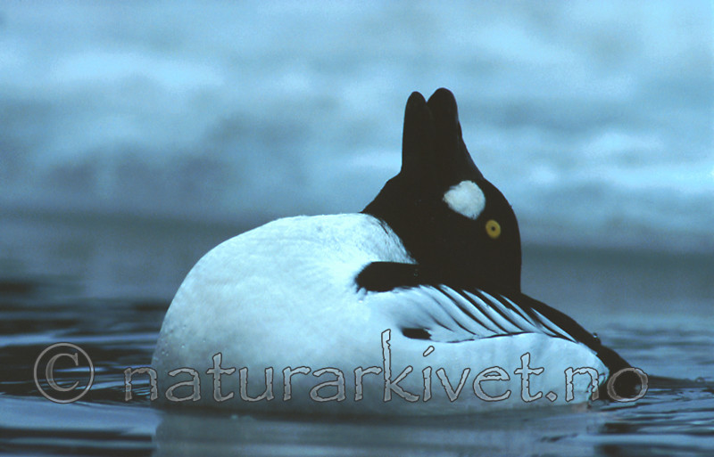 bb234 / Bucephala clangula / Kvinand