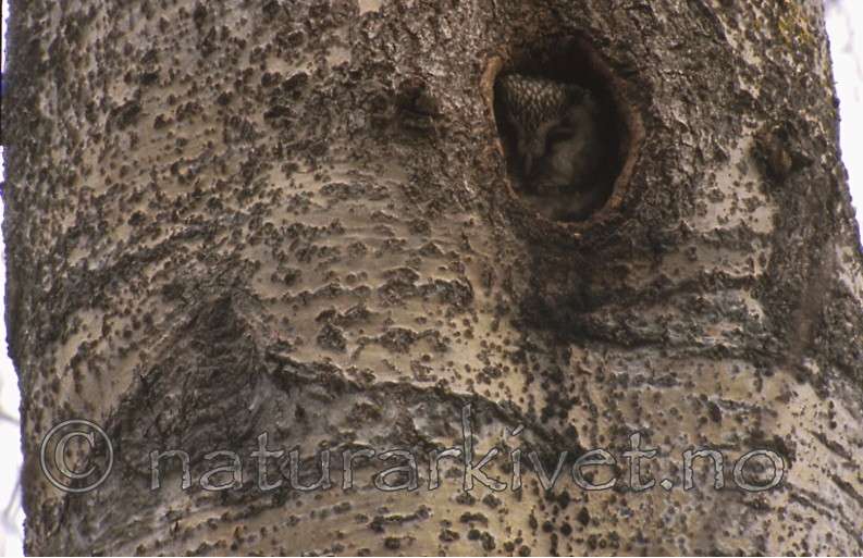 bb236 / Aegolius funereus / Perleugle <br /> Populus tremula / Osp