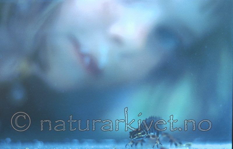 bb238 / Lissotriton vulgaris / Småsalamander