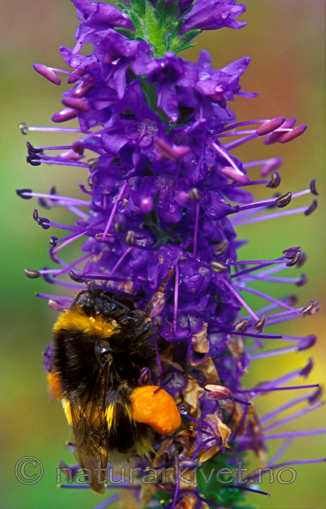 bb245 / Bombus terrestris / Mørk jordhumle <br /> Veronica spicata / Aksveronika