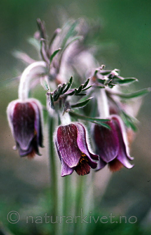 bb250 / Pulsatilla pratensis / Kubjelle