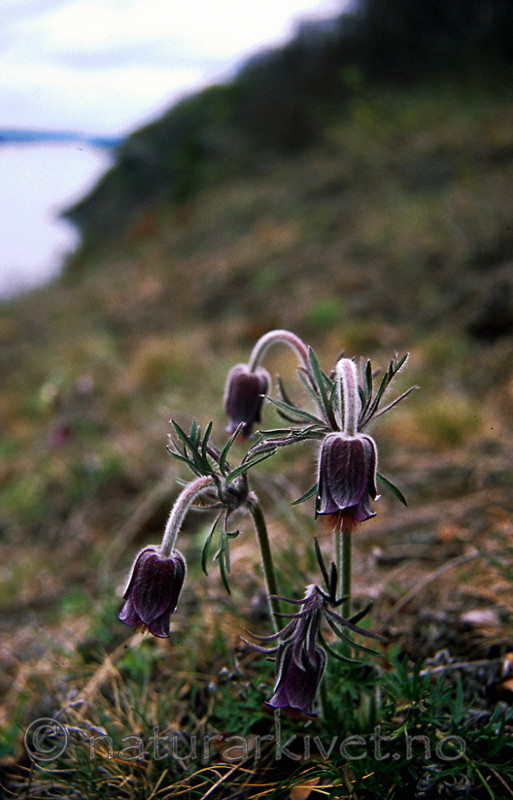 bb251 / Pulsatilla pratensis / Kubjelle