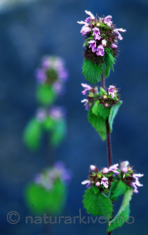 bb252 / Ballota nigra nigra / Tunhunderot