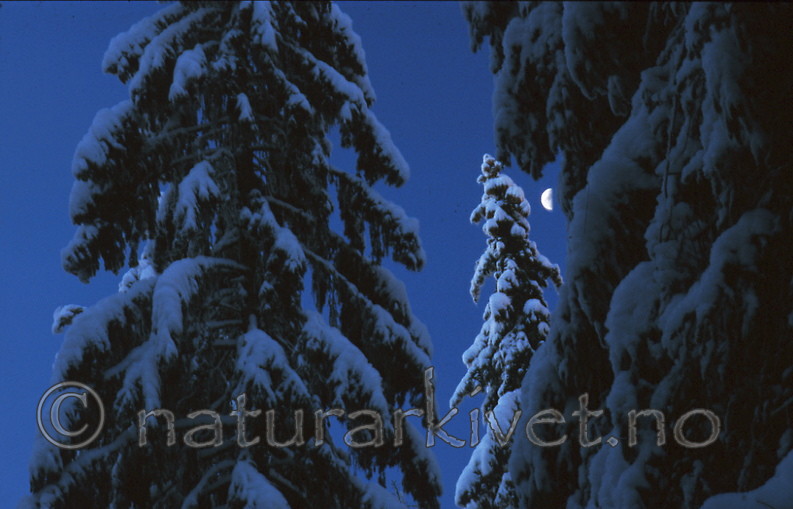 bb257 / Picea abies / Gran