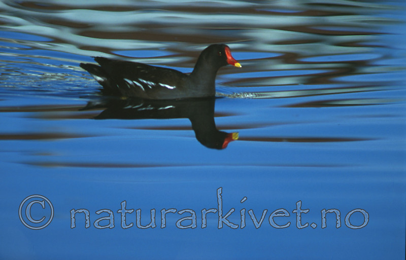 bb267 / Gallinula chloropus / Sivhøne