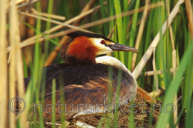 bb273 / Podiceps cristatus / Toppdykker
