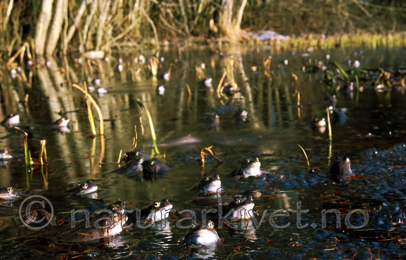 bb280 / Rana temporaria / Buttsnutefrosk