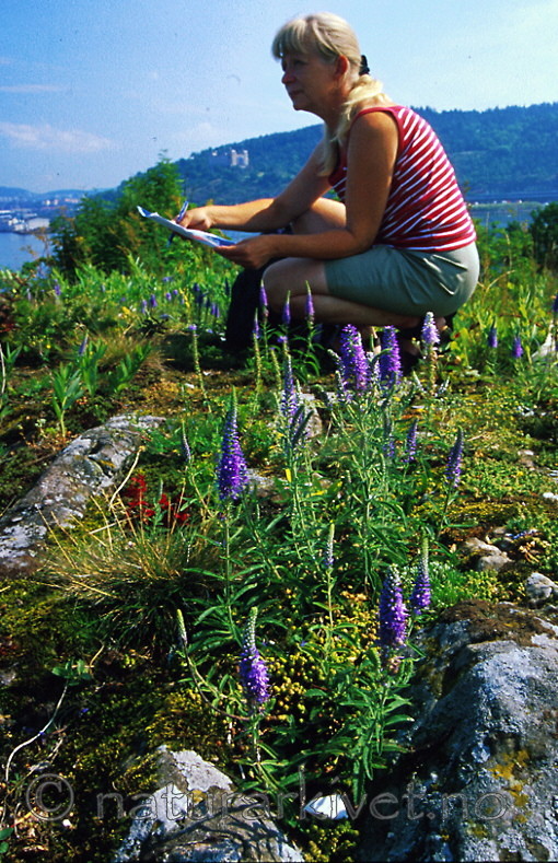 bb282 / Veronica spicata / Aksveronika