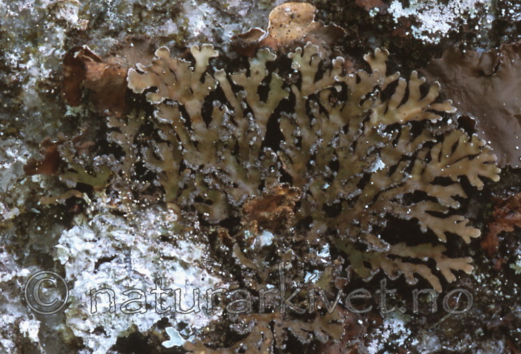 bb289 / Physconia detersa / Brundogglav