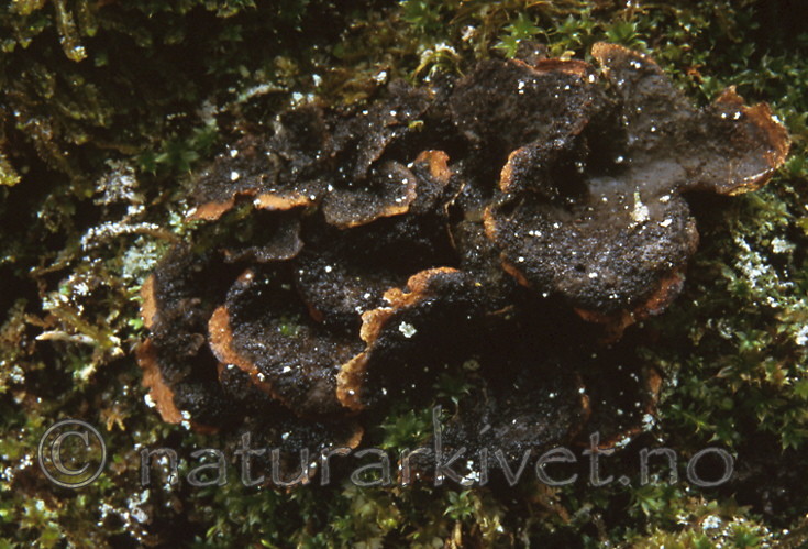 bb290 / Sticta fuliginosa / Rund porelav