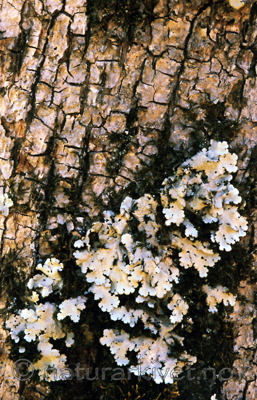 bb304 / Lobaria amplissima / Sølvnever