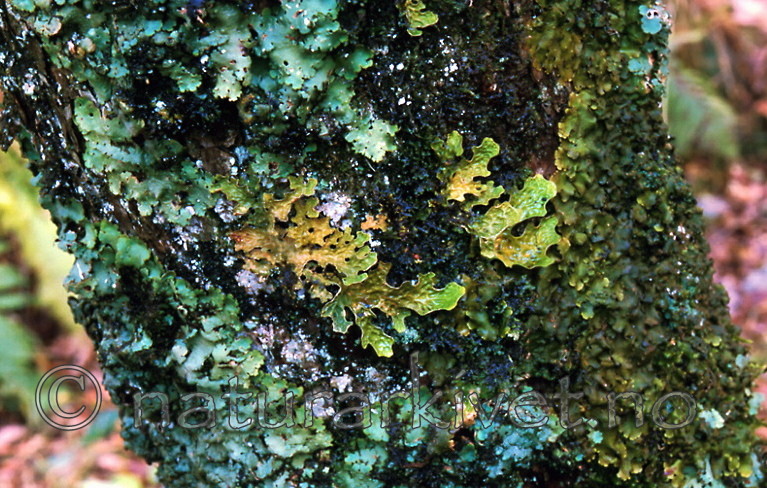 bb306 / Lobaria amplissima / Sølvnever <br /> Lobaria virens / Kystnever