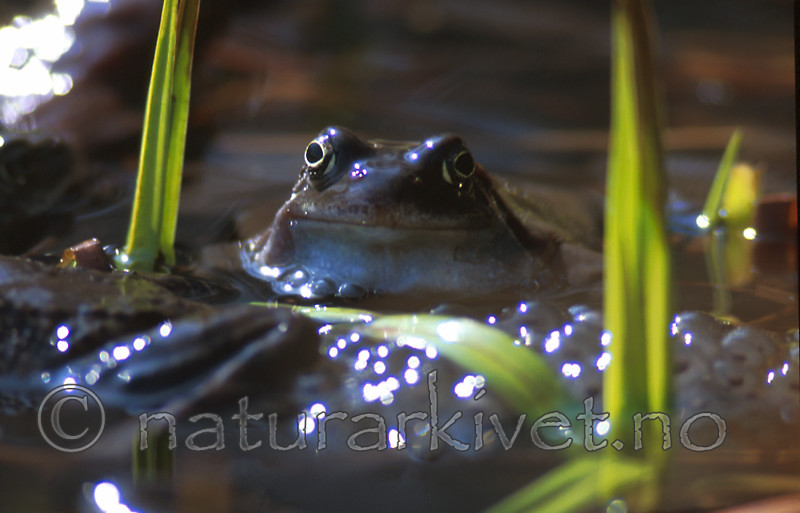 bb310 / Rana temporaria / Buttsnutefrosk