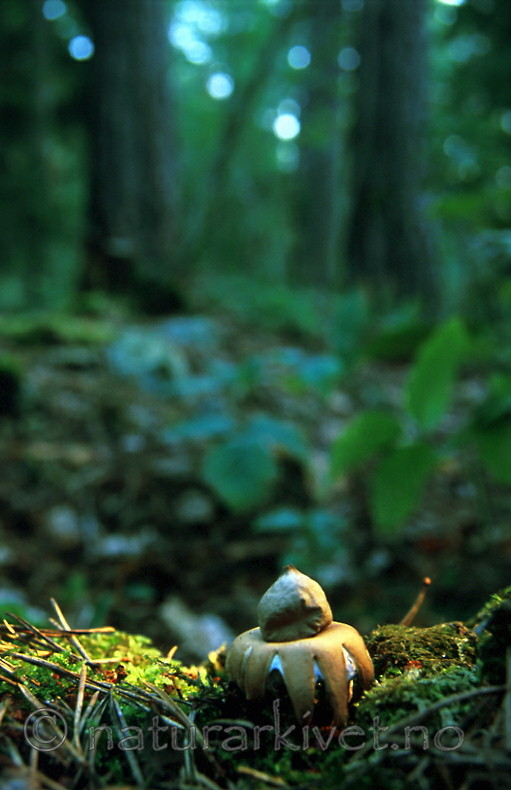 bb311 / Geastrum fimbriatum / Brun jordstjerne