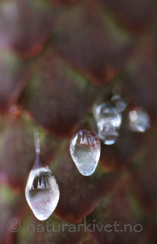 bb316 / Picea abies / Gran