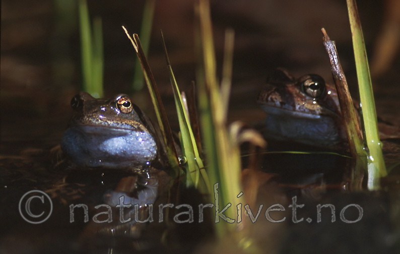 bb319 / Rana temporaria / Buttsnutefrosk