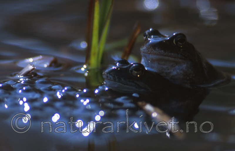 bb320 / Rana temporaria / Buttsnutefrosk