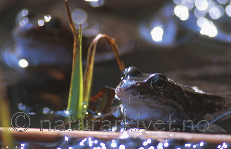 bb321 / Rana temporaria / Buttsnutefrosk