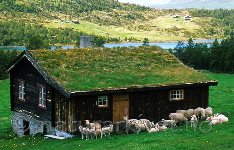 bb325 / Ovis aries / Sau