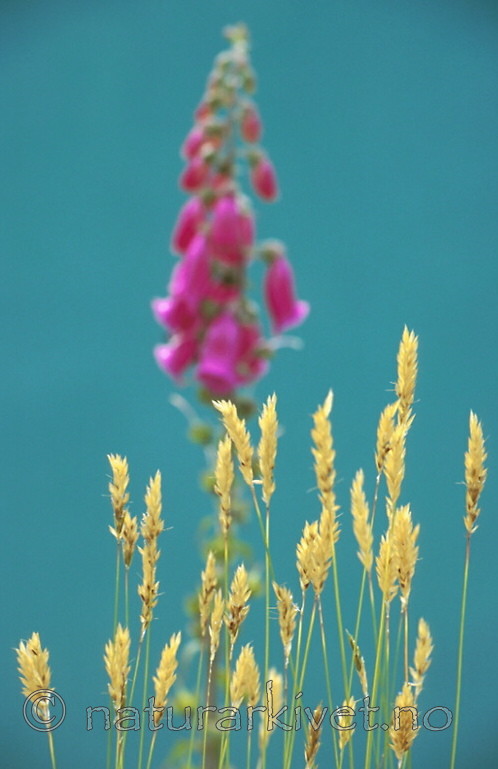 bb328 / Digitalis purpurea / Revebjelle