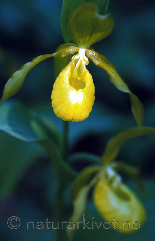bb329 / Cypripedium calceolus / Marisko