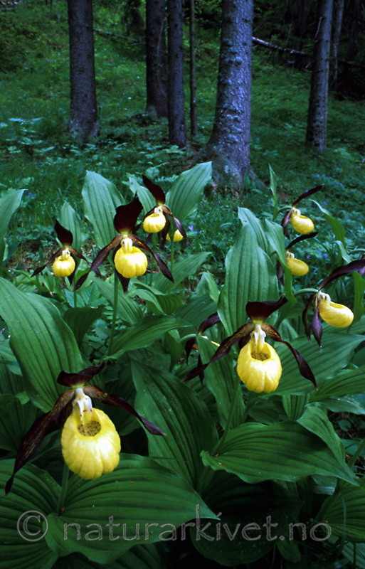 bb350 / Cypripedium calceolus / Marisko <br /> Picea abies / Gran