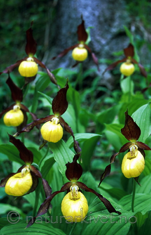 bb351 / Cypripedium calceolus / Marisko
