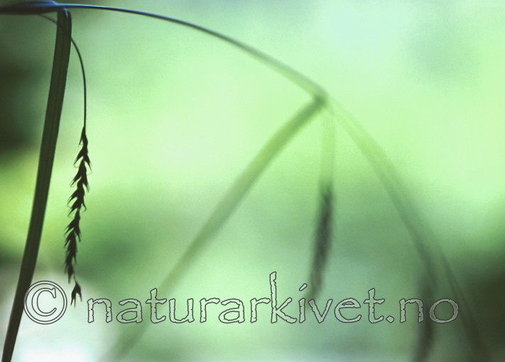 bb354 / Carex sylvatica / Skogstarr