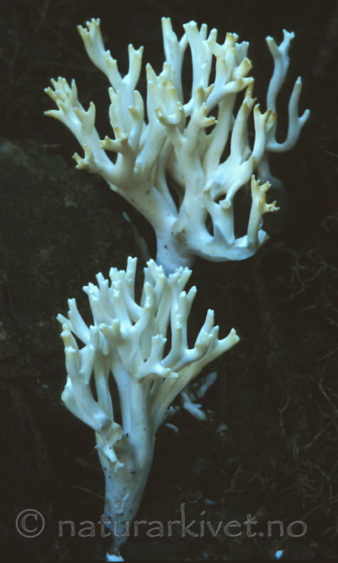 bb355 / Ramariopsis kunzei / Hvit småfingersopp