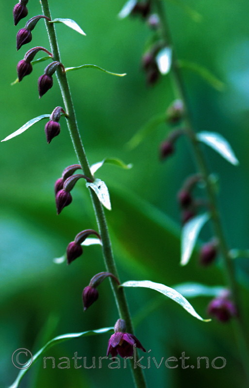 bb365 / Epipactis atrorubens / Rødflangre
