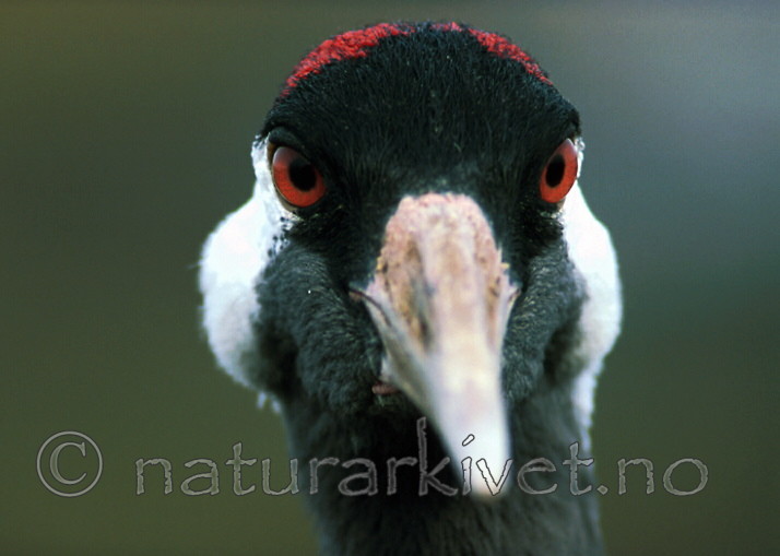 bb367 / Grus grus / Trane