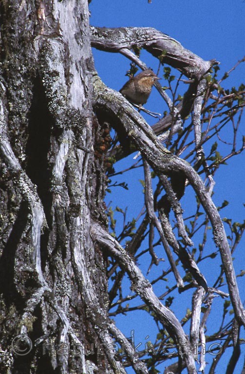 bb372 / Jynx torquilla / Vendehals