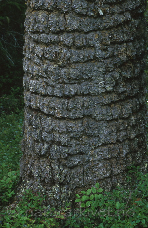 bb377 / Picoides tridactylus / Tretåspett