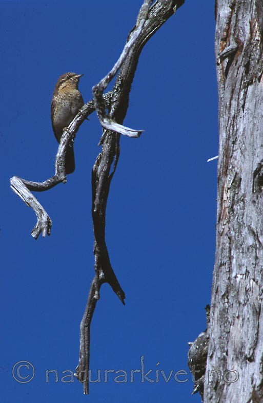 bb378 / Jynx torquilla / Vendehals