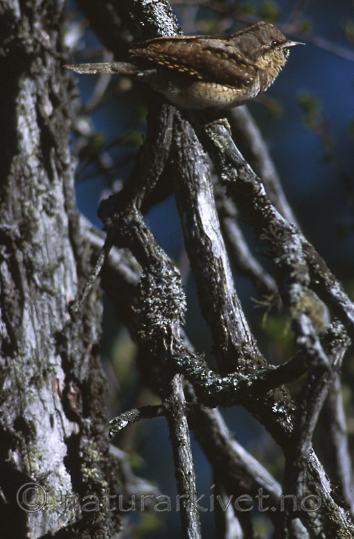bb380 / Jynx torquilla / Vendehals