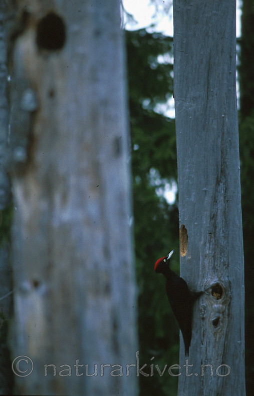 bb382 / Dryocopus martius / Svartspett