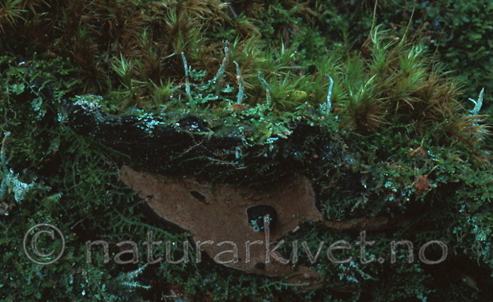 bb391 / Phellinus nigrolimitatus / Svartsonekjuke