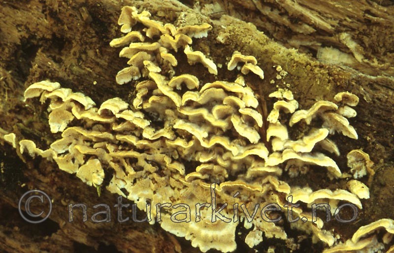 bb395 / Steccherinum ochraceum / Okerpiggflak