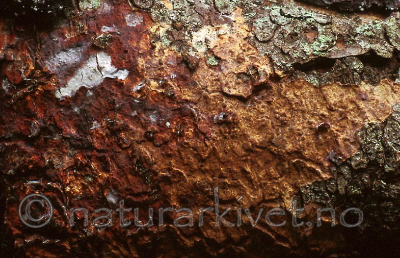 bb405 / Phlebia centrifuga / Rynkeskinn