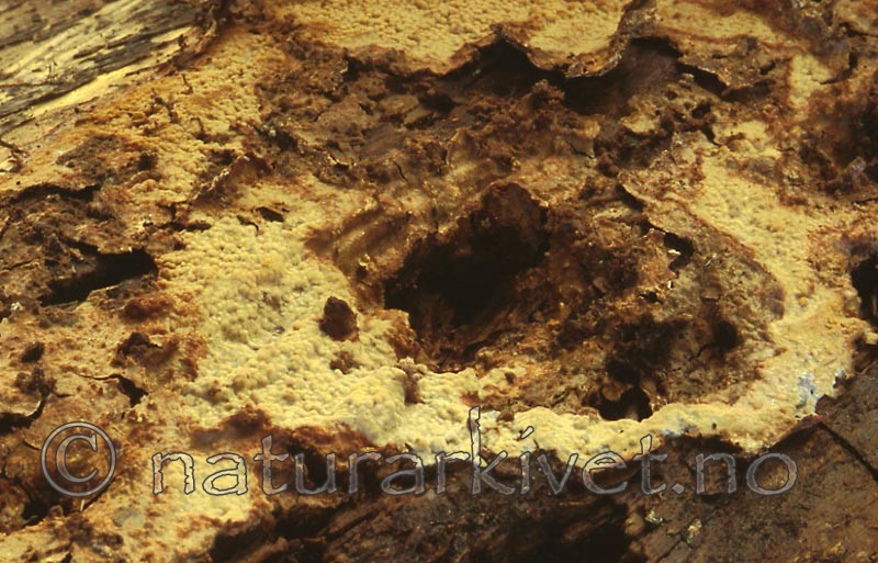 bb411 / Phlebia nitidula / Seljevoksskinn
