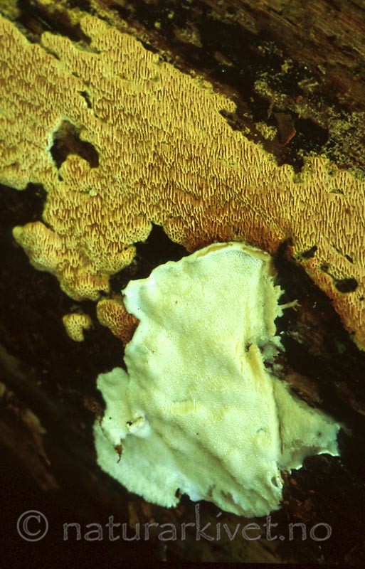bb417 / Ceriporia purpurea / Purpurkjuke <br /> Skeletocutis nivea / Småporekjuke