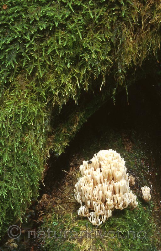 bb420 / Artomyces pyxidatus / Begerfingersopp