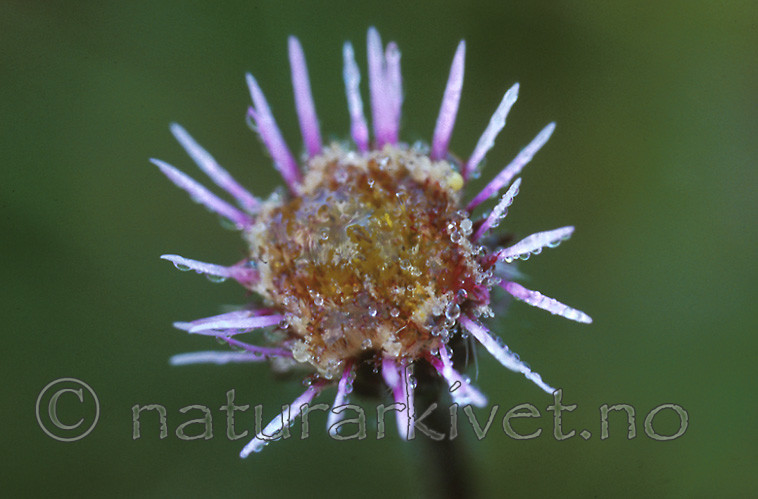 bb424 / Erigeron borealis / Fjellbakkestjerne