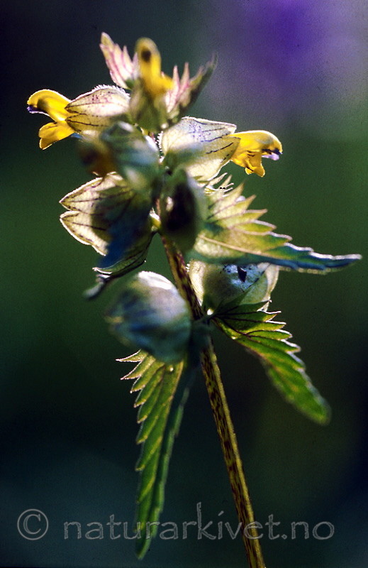 bb427 / Rhinanthus minor / Småengkall