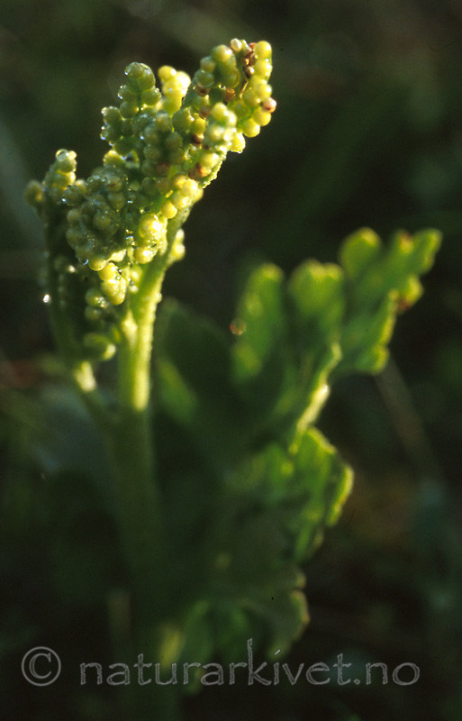 bb430 / Botrychium boreale / Fjellmarinøkkel