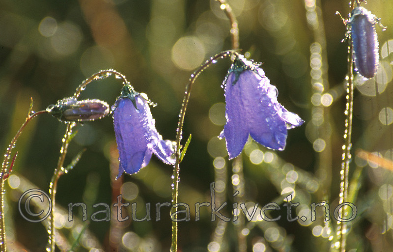 bb441 / Campanula rotundifolia / Blåklokke
