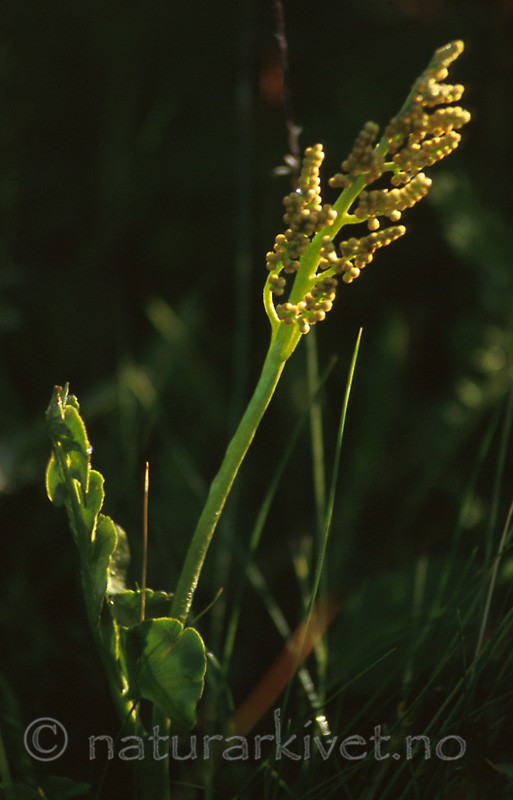 bb443 / Botrychium lunaria / Marinøkkel