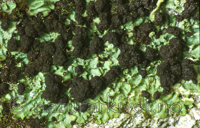bb448 / Lobaria amplissima / Sølvnever
